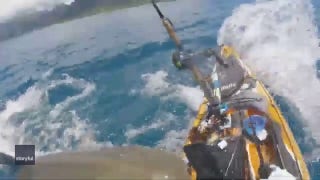 Tiger Shark attacks kayaker off Hawaii coast - Fox News
