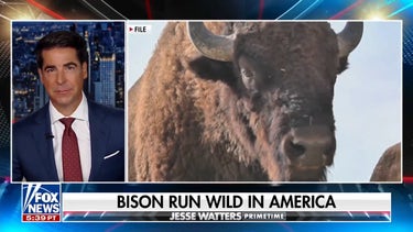 Jesse Watters: We're under attack by bison