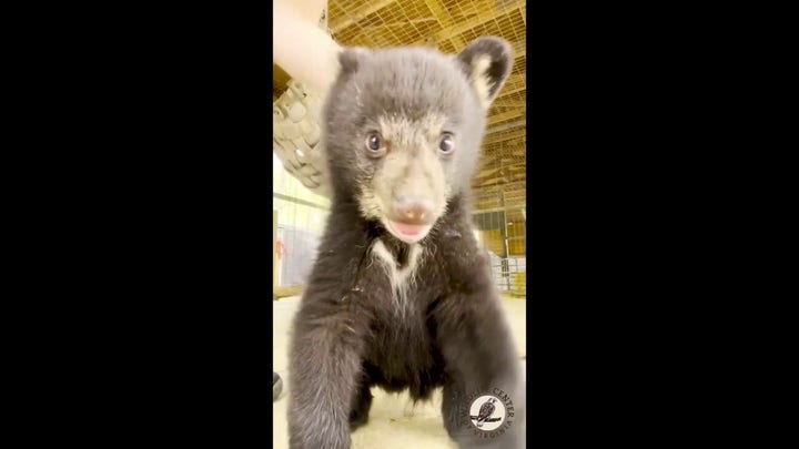 Playful bear cubs steal hearts at Virginia wildlife center 