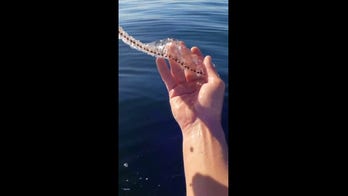 Paddleboarder in California shares his strange encounter with sea salps for the first time