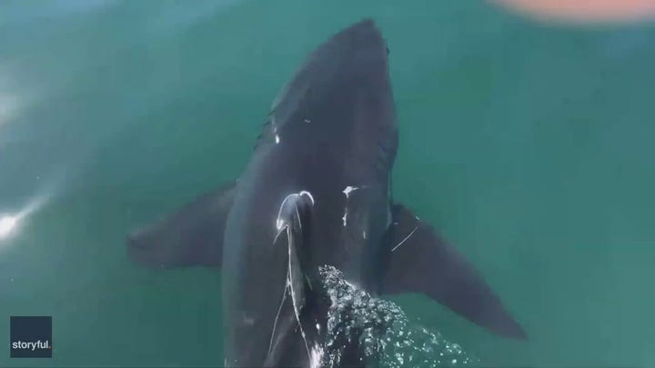 Fisherman frees great white shark from fishing net off California coast
