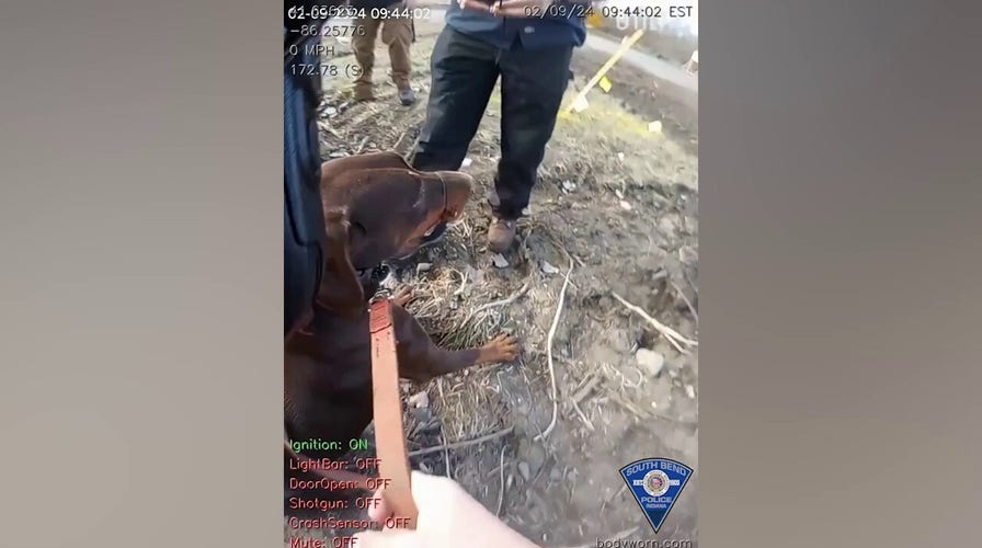 Indiana police officer saves dog found with zip tie around snout