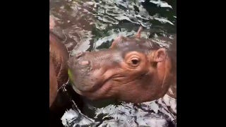 Baby hippo attempts to eat like the adults - Fox News