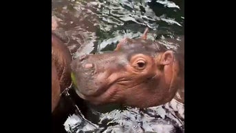 WATCH: Baby hippo eats like the adults