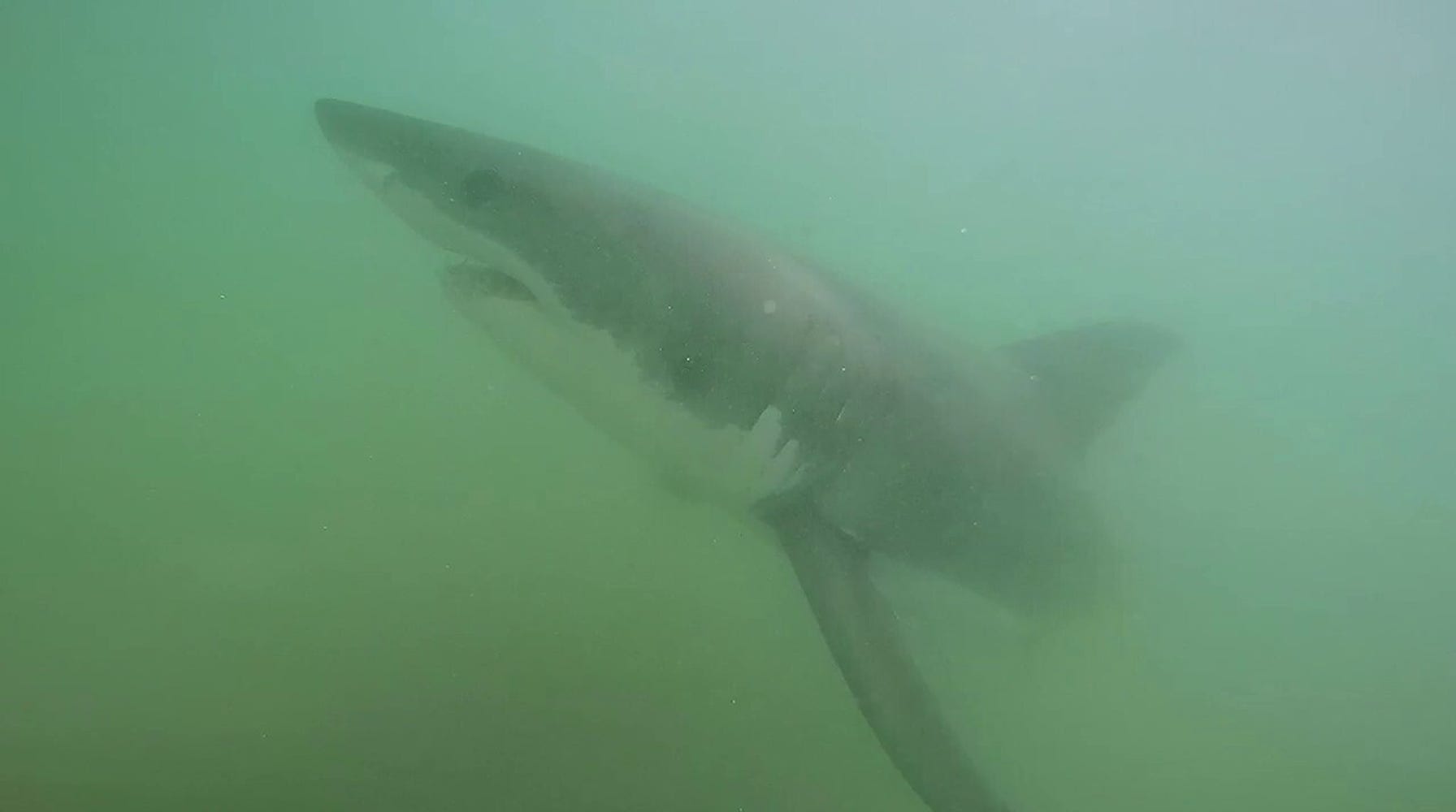 California Scientists Dive into the Unknown: Tagging Great White Sharks in the Pacific Ocean