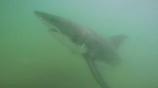 California scientists tag sharks in Pacific Ocean - Fox News