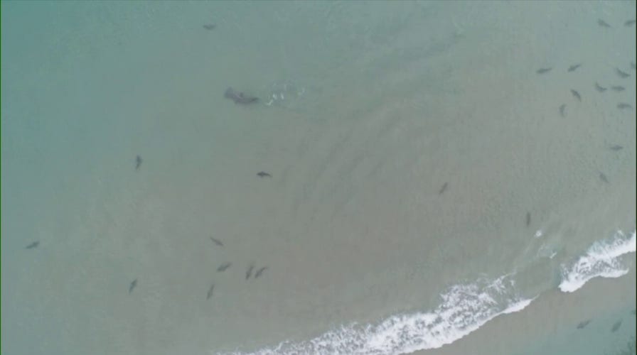 Drone footage in Florida shows massive hammerhead shark going after smaller sharks