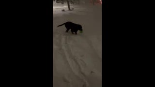 Dog plays in heavy snow after storm blows through his hometown - Fox News