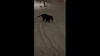 WATCH: Dog plays in heavy snow