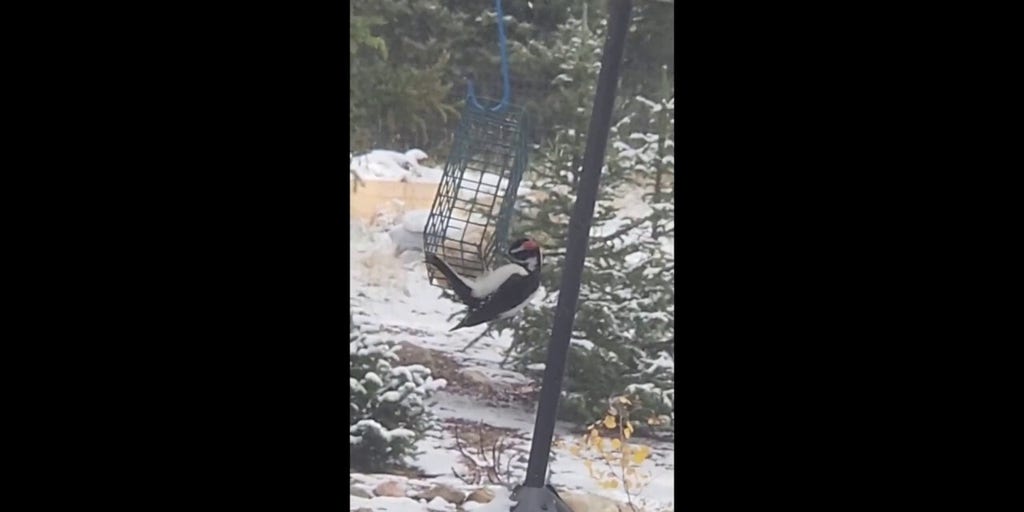 Colorado critters enjoy the autumnal snowfall in Fairplay Fox News Video