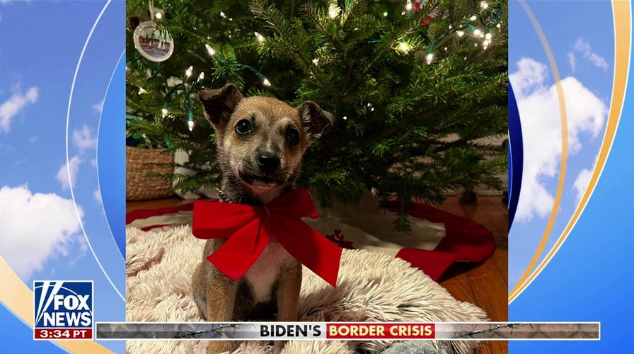Author saves puppy abandoned at southern border