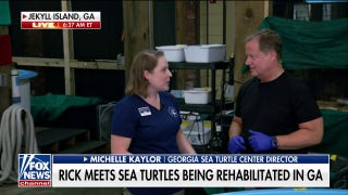 Sea turtles rescued and rehabilitated in Georgia - Fox News