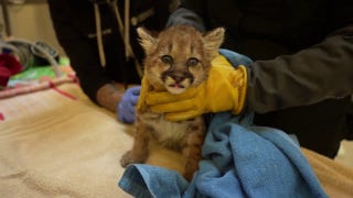 Lost mountain lion cub found on roadway is taken in by zoo - Fox News