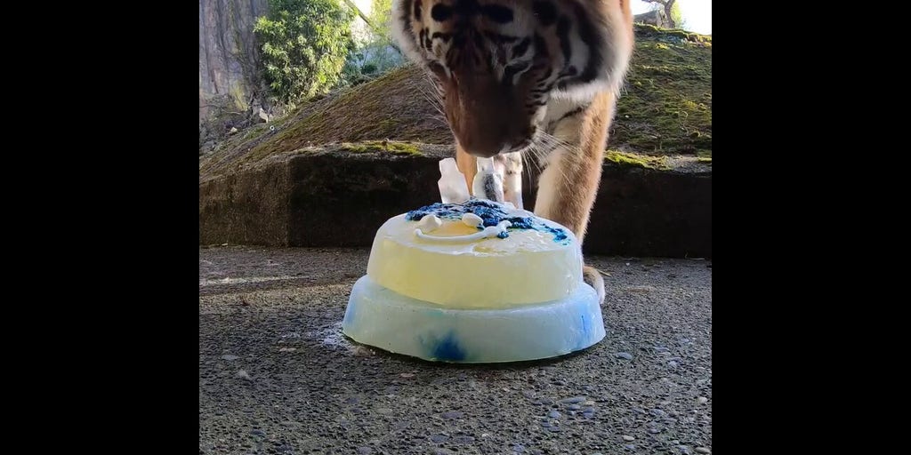 Coconut Cake Decorating Photos