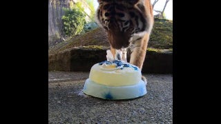 Endangered tiger siblings celebrate birthday with 'cake' - Fox News