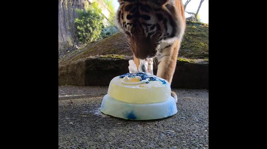 Endangered tiger siblings celebrate birthday with 'cake'