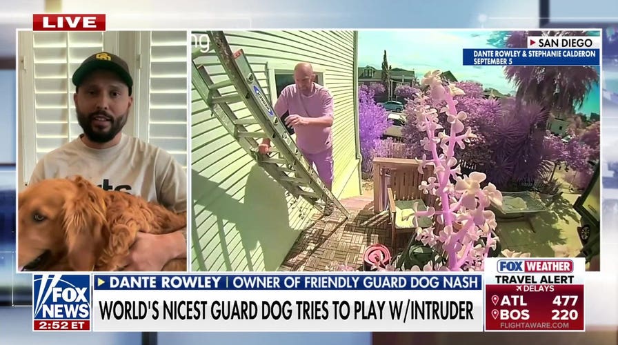 Friendly family dog greets home intruder after break-in