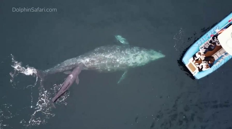 Gray whale, newborn calf greet whale watching boat off California coast