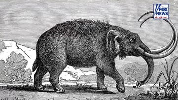 Ancient mastodon tooth found in California creek may point to more remains buried