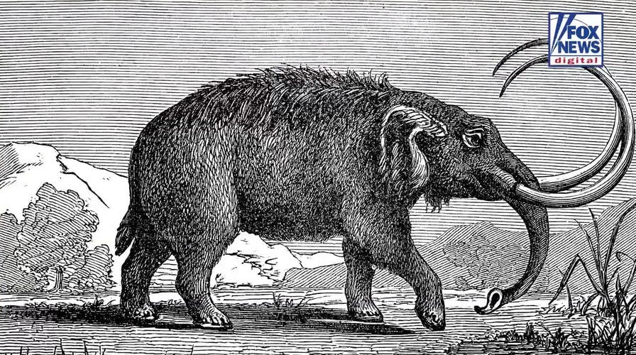Ancient mastodon tooth found in California creek may point to more remains buried