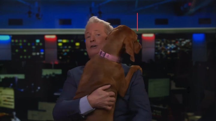 Some private jet charter companies cater to pets