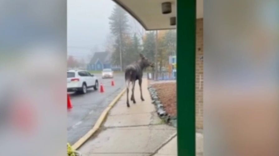 Moose on loose makes surprise appearance at Massachusetts elementary school