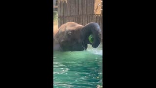 Watch how this elephant turns a hot day into a watermelon wonderland