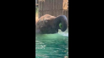 Watch how this elephant turns a hot day into a watermelon wonderland
