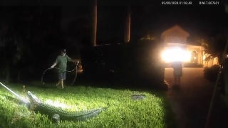 Florida officials wrangle 8-foot alligator found on front lawn - Fox News