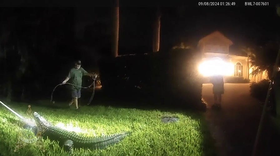 Florida officials wrangle 8-foot alligator found on front lawn