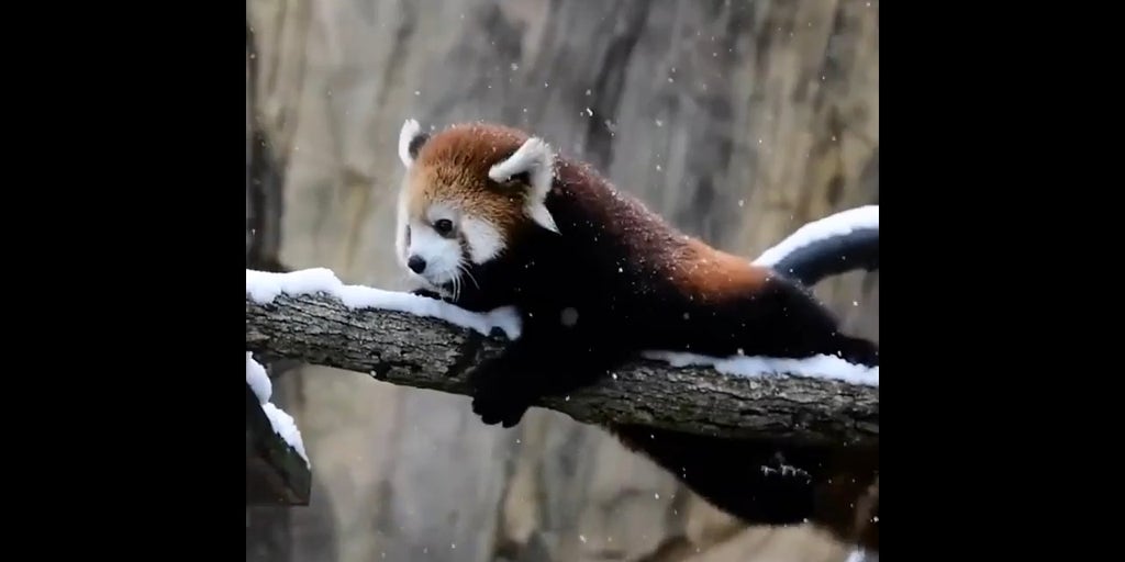 Milwaukee County Zoo’s baby red panda discovers snow for first time
