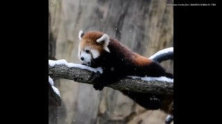 Milwaukee County Zoo’s baby red panda discovers snow for first time - Fox News