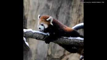Milwaukee County Zoo’s baby red panda discovers snow for first time