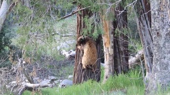 Orphaned bears rehabilitated and returned to the wild