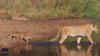 Lioness leads her cubs across shallow water in South Africa - Fox News