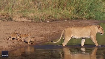 Lioness leads her cubs across shallow water in South Africa