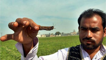 Locust outbreak devastating East Africa hits South Sudan