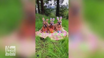 Dog trio wears Easter bunny ears to celebrate the holiday