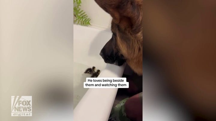 German shepherd plays parent to baby ducks