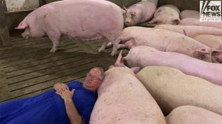 California law upheld by SCOTUS will ruin pork farmers’ businesses: Dwight Mogler - Fox News