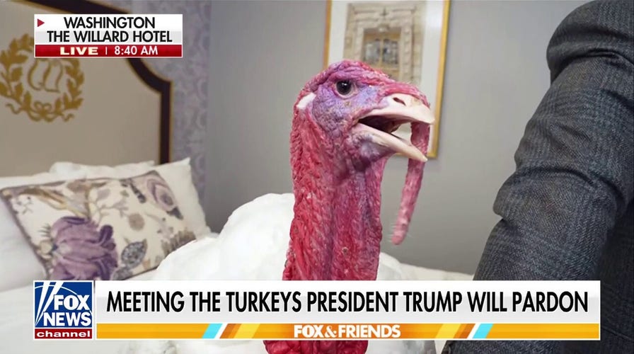 Steve Doocy goes behind-the-scenes earlier  Trump’s turkey pardon