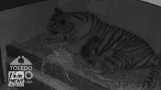 Toledo Zoo celebrates the birth of twin Amur tiger cubs - Fox News