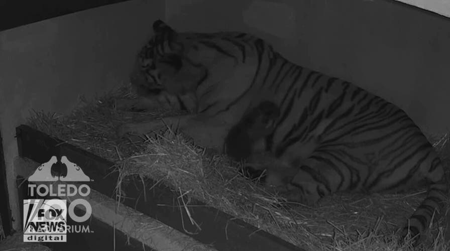 Toledo Zoo celebrates the birth of twin Amur tiger cubs