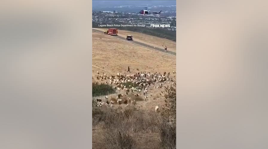 Sheepdog CLEARS tract  of goats for exigency  chopper  landing