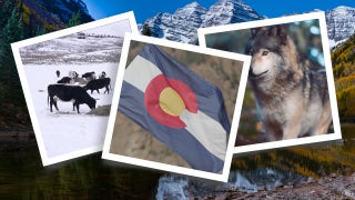 Controversial Colorado wolf restoration exposes the state's 'rural urban divide' - Fox News