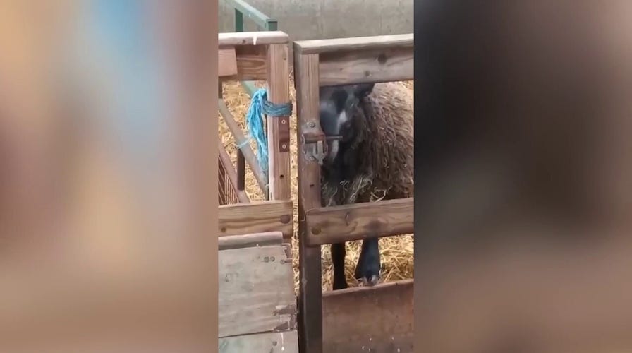 Sheep escape! Clever farm animal unlocks gate, lets herself roam free