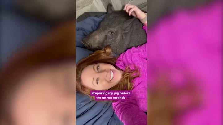 Woman takes pet pig with her everywhere: See the video