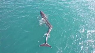 Whale with deformed spine spotted in drone video - Fox News