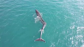 WATCH: Whale has crooked SPINE