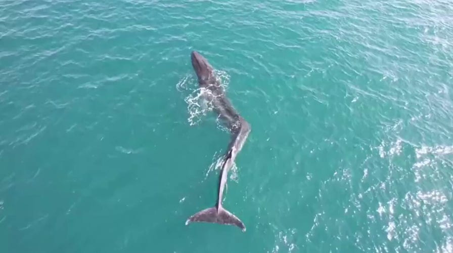 Whale with deformed spine spotted in drone video